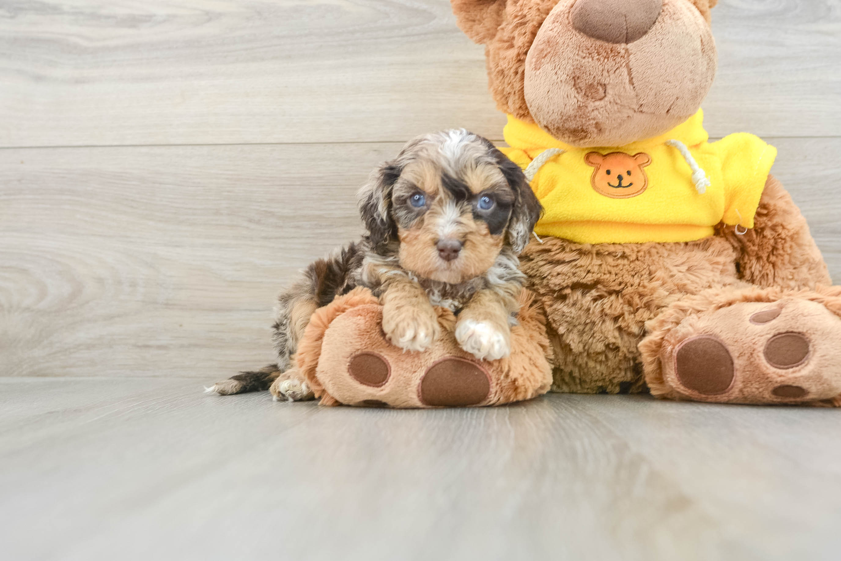 Best Cavapoo Baby