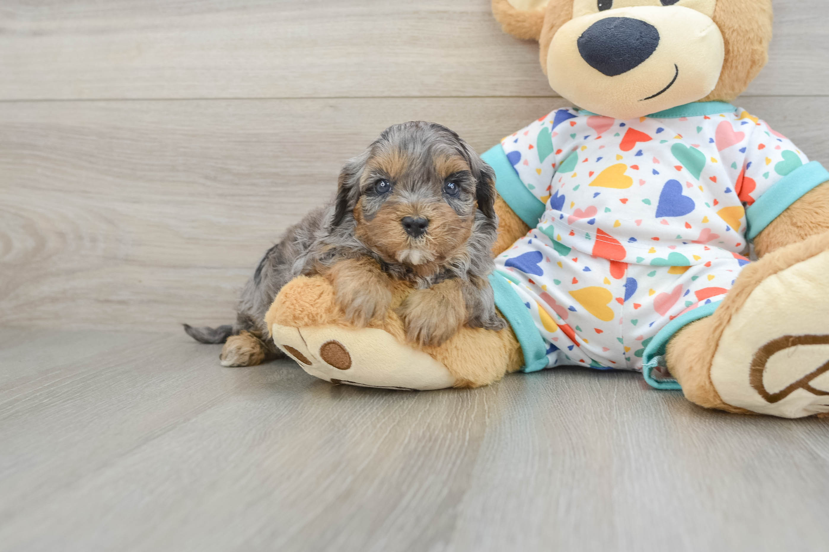 Fluffy Cavapoo Poodle Mix Pup