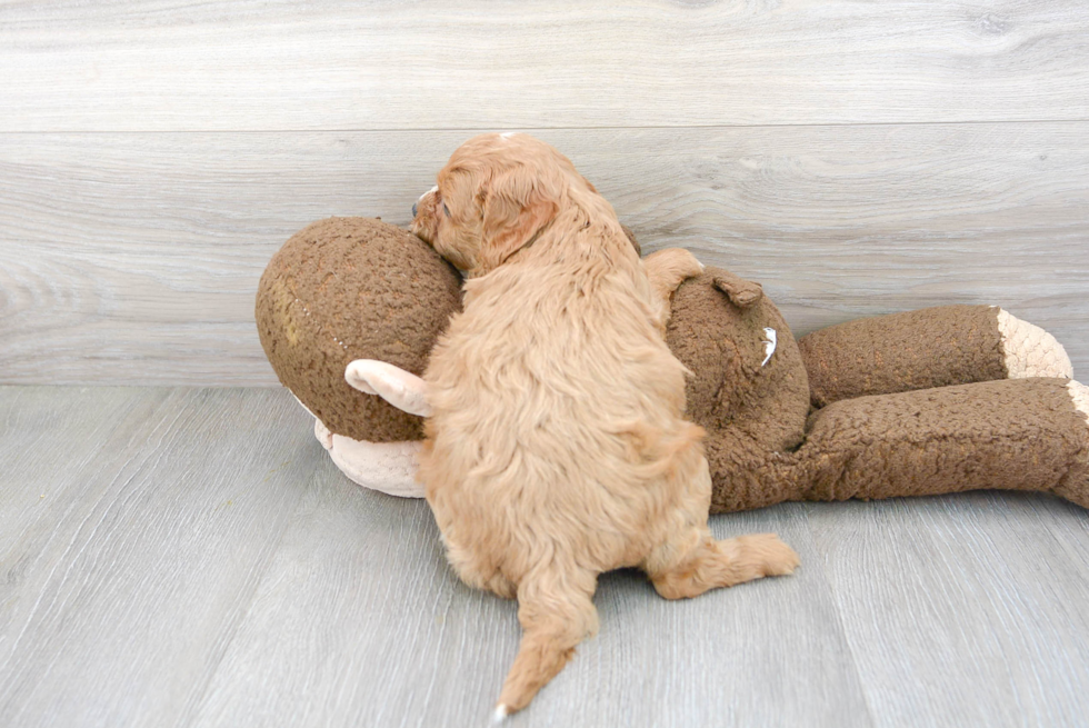 Cavapoo Pup Being Cute