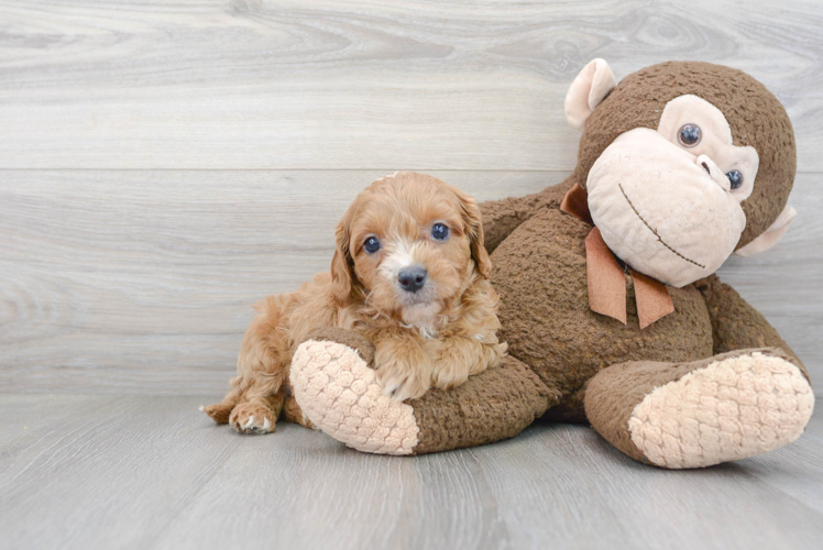 Hypoallergenic Cavoodle Poodle Mix Puppy