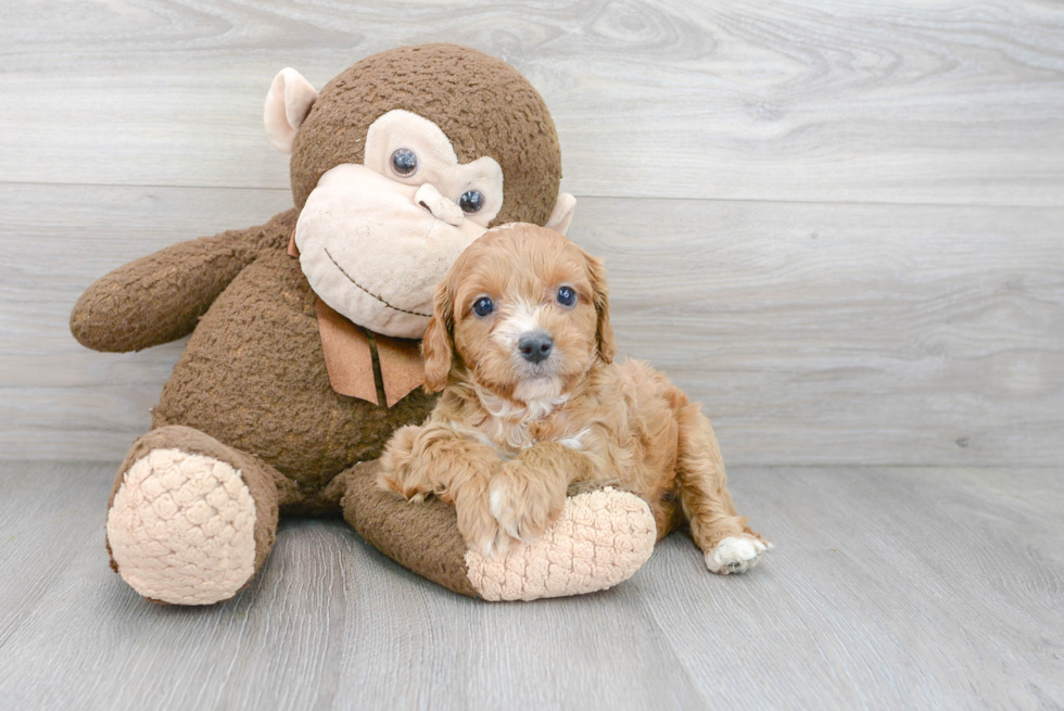 Friendly Cavapoo Baby