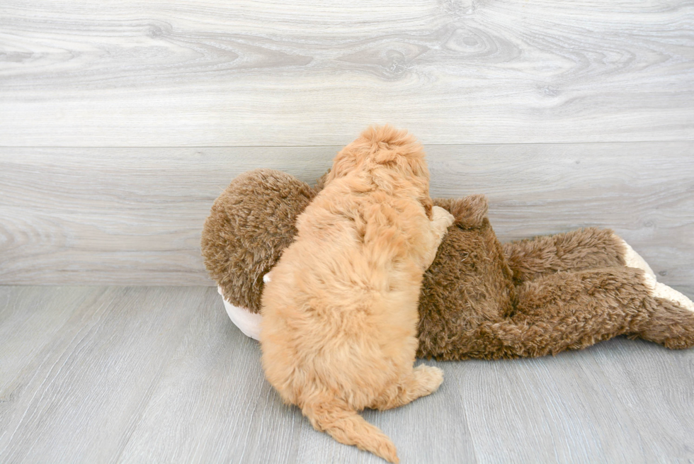 Cavapoo Pup Being Cute