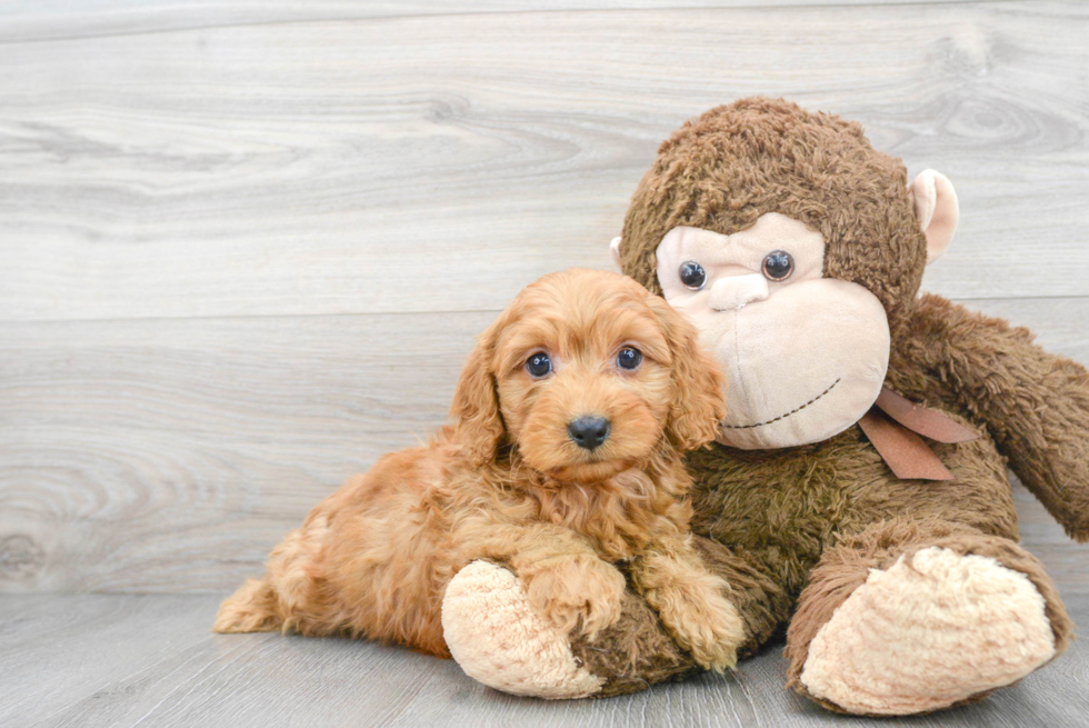 Cavapoo Puppy for Adoption