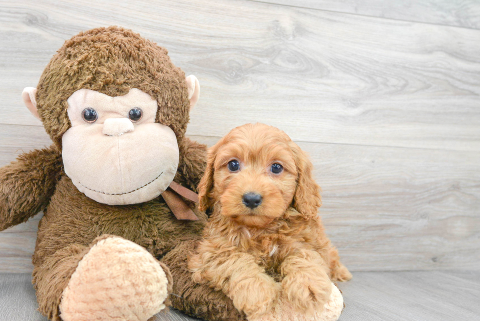 Cavapoo Pup Being Cute
