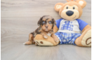 Cavapoo Pup Being Cute