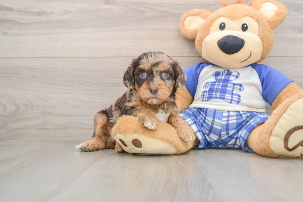 Cavapoo Pup Being Cute