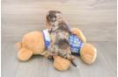 Funny Cavapoo Poodle Mix Pup