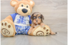 Funny Cavapoo Poodle Mix Pup