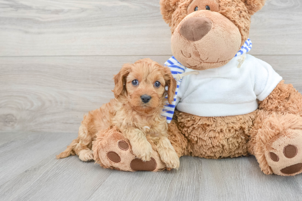 Sweet Cavapoo Baby