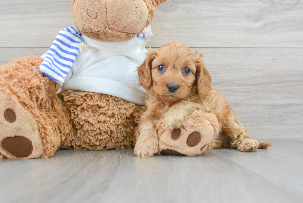 Best Cavapoo Baby
