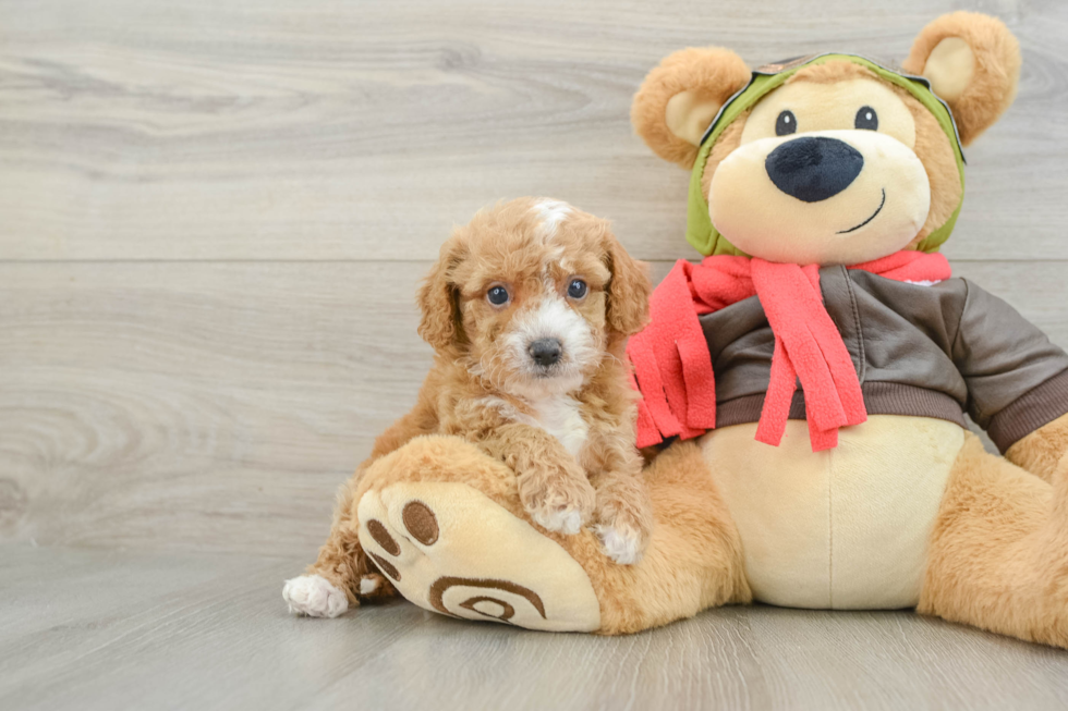 Smart Cavapoo Poodle Mix Pup