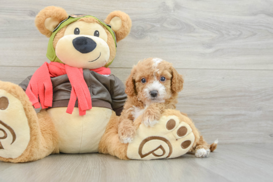 Friendly Cavapoo Baby
