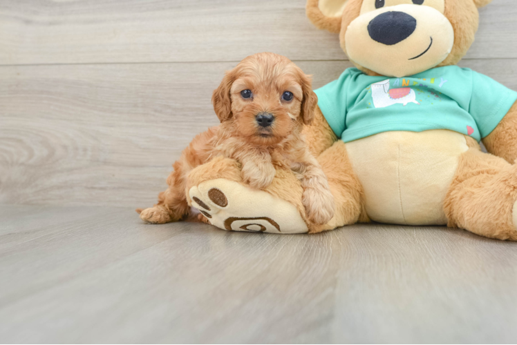 Cavapoo Pup Being Cute