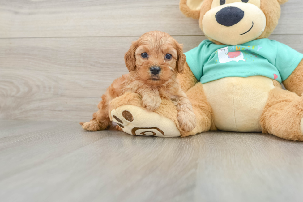 Cavapoo Pup Being Cute