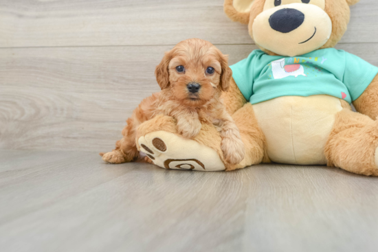 Cavapoo Pup Being Cute