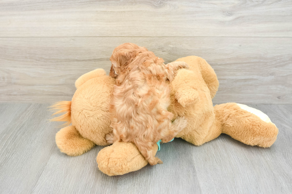 Cavapoo Pup Being Cute