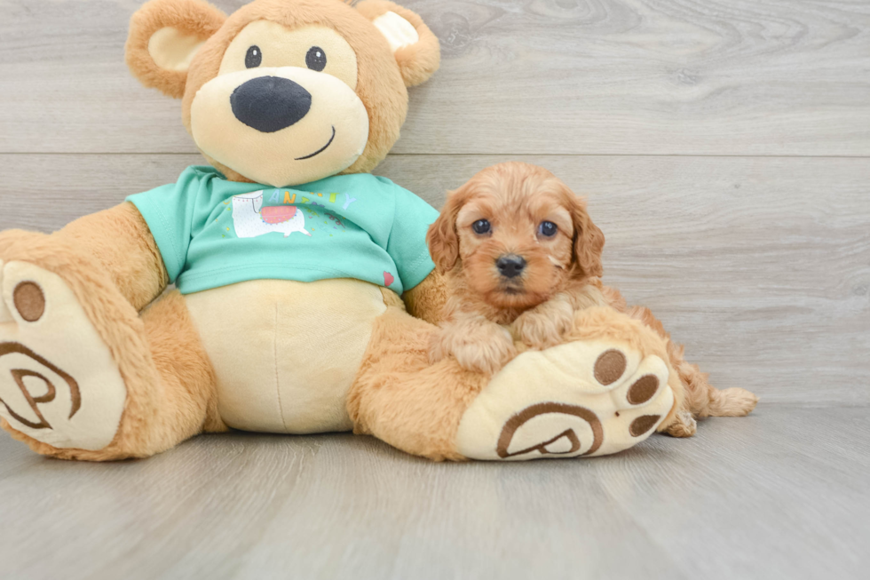 Cavapoo Pup Being Cute