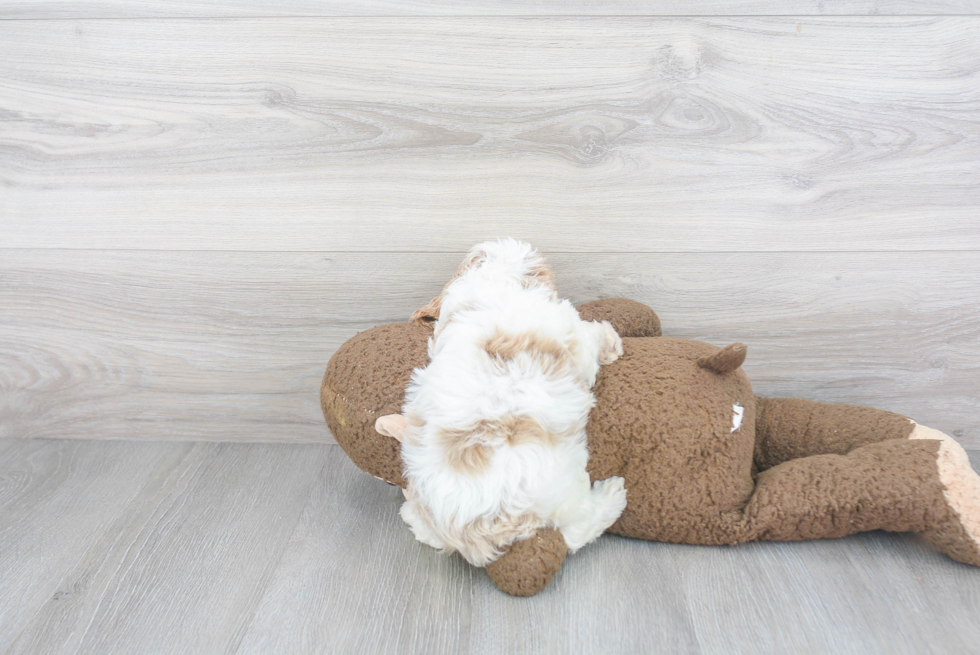 Adorable Cavoodle Poodle Mix Puppy