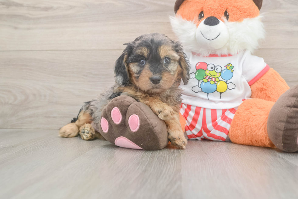 Petite Cavapoo Poodle Mix Pup