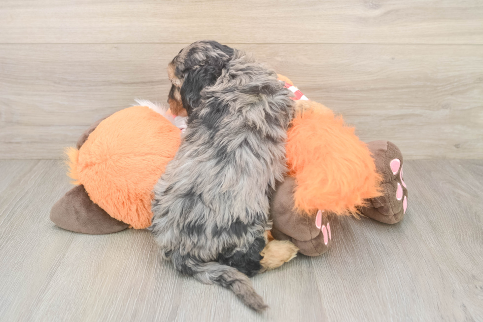 Cavapoo Pup Being Cute