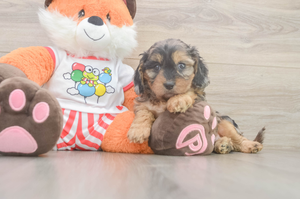 Cavapoo Puppy for Adoption