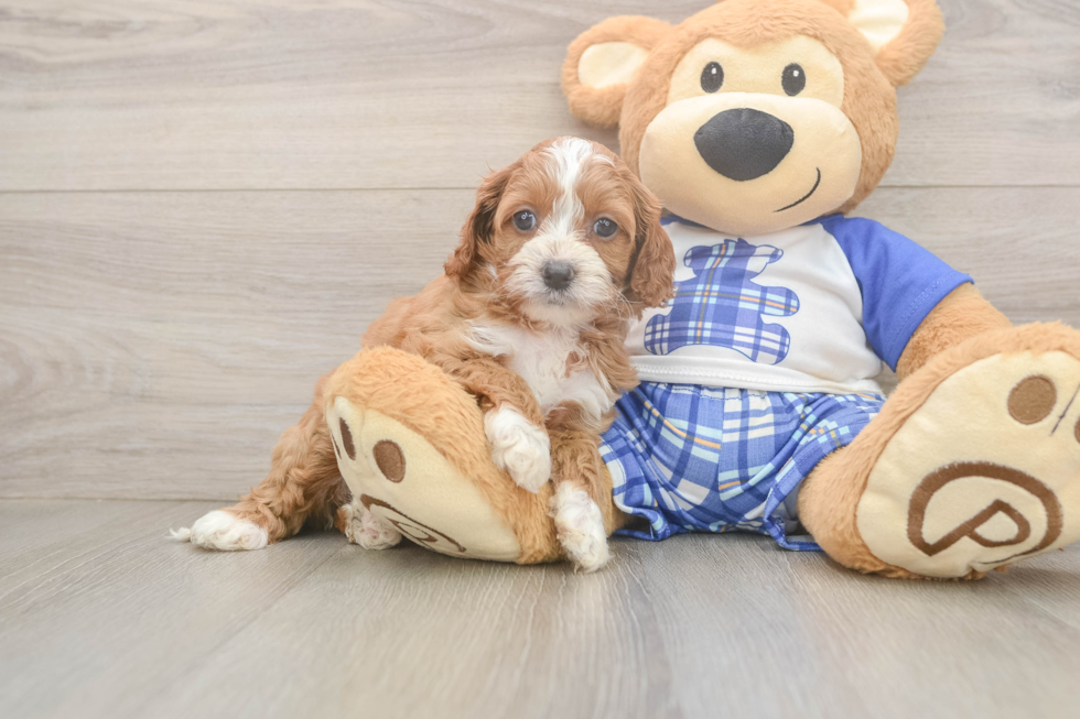 Smart Cavapoo Poodle Mix Pup