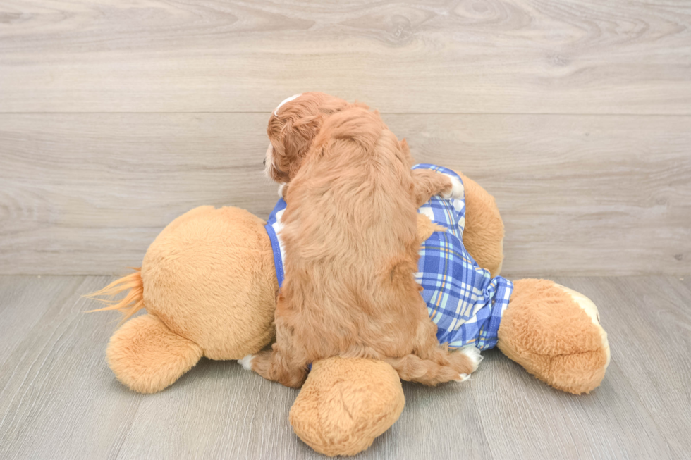 Cavapoo Pup Being Cute