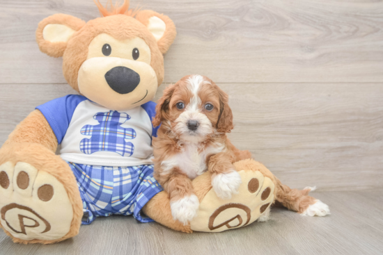 Sweet Cavapoo Baby