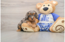 Sweet Cavapoo Baby