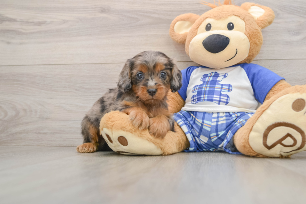 Sweet Cavapoo Baby