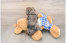 Cavapoo Puppy for Adoption