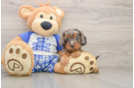 Petite Cavapoo Poodle Mix Pup