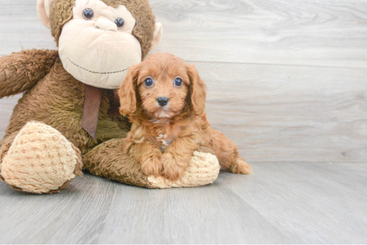 Playful Cavoodle Poodle Mix Puppy