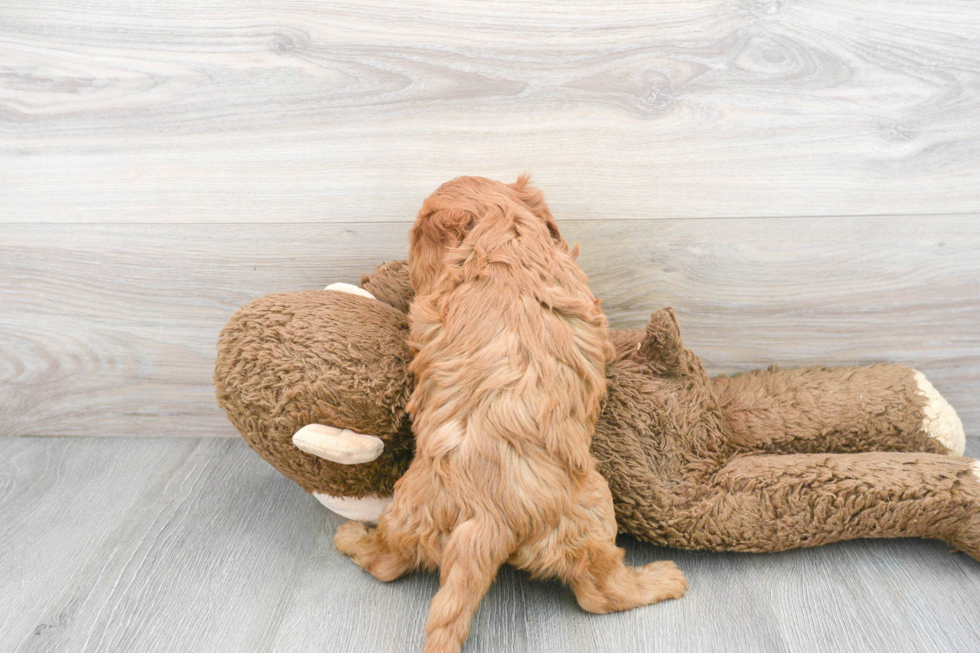Cavapoo Pup Being Cute