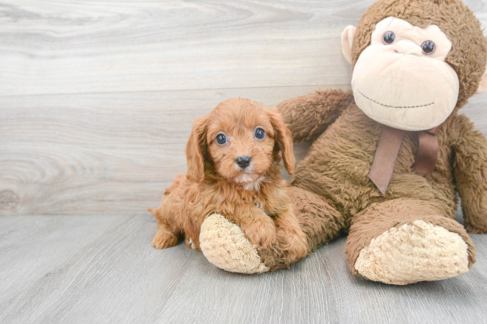 Cavapoo Pup Being Cute