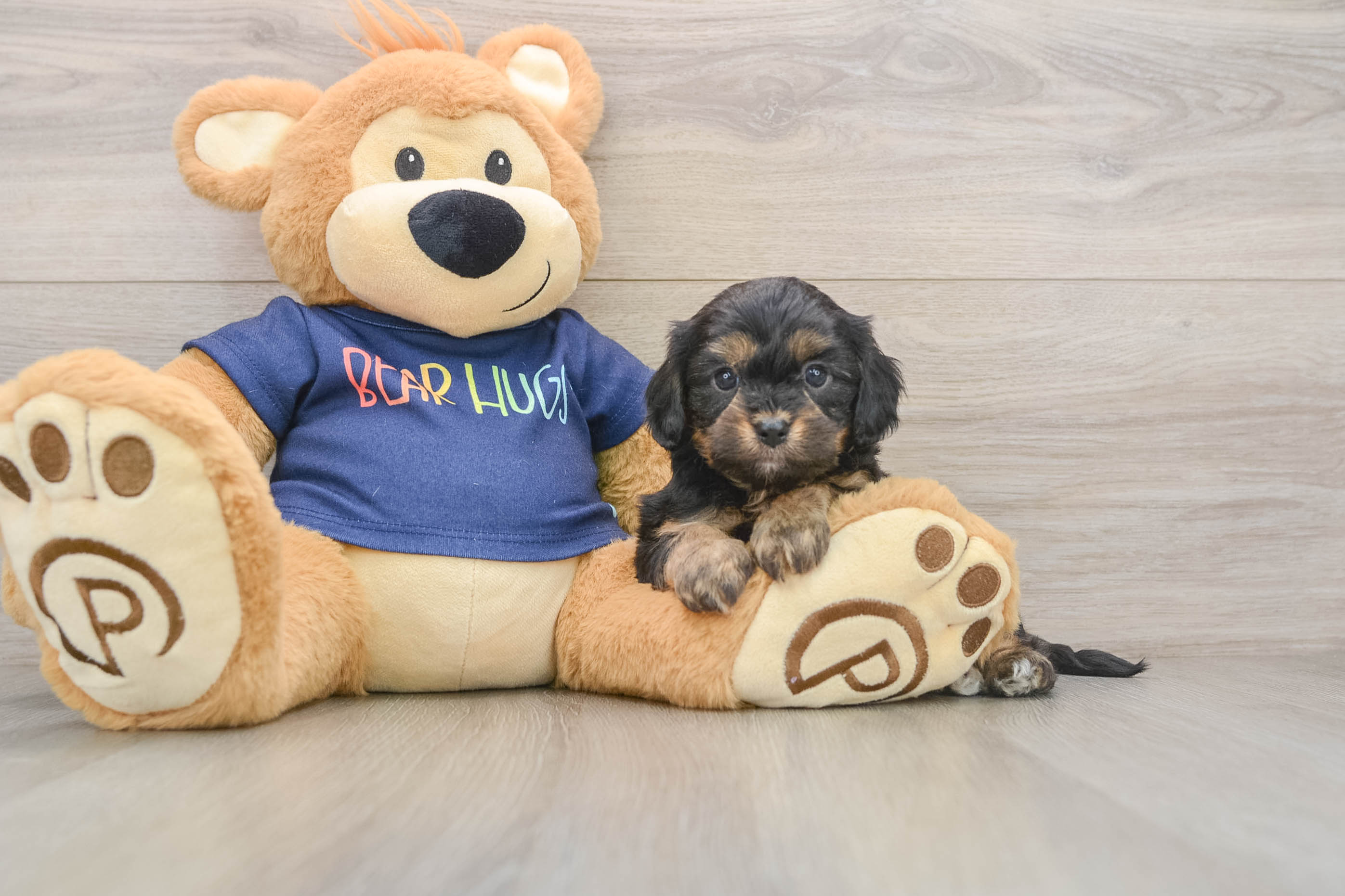 Best Cavapoo Baby