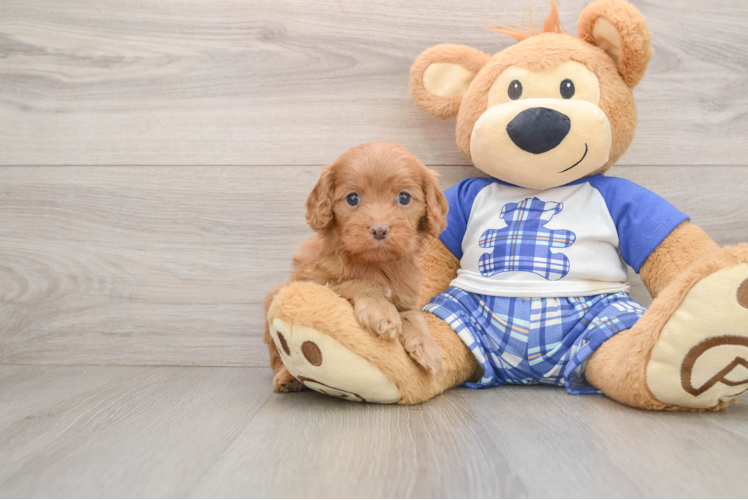Best Cavapoo Baby