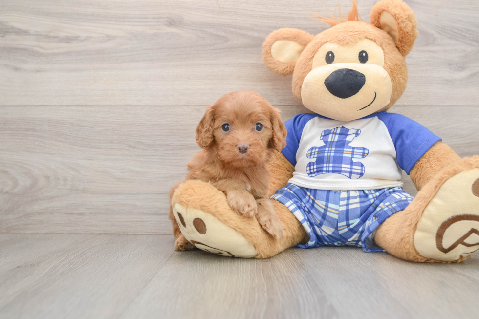 Best Cavapoo Baby