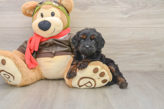 MARCELO, a Cavapoo littermate