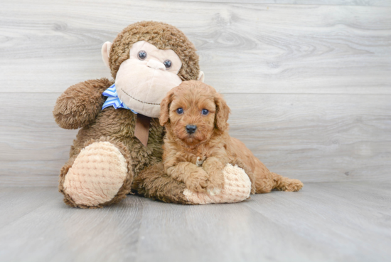Sweet Cavapoo Baby