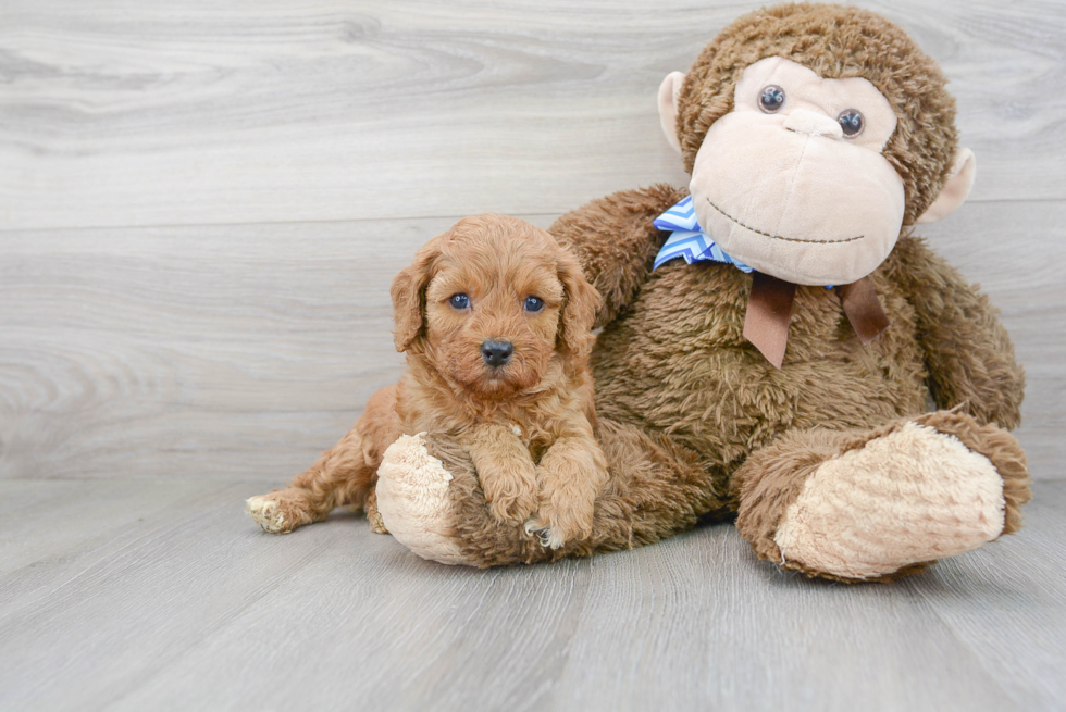 Best Cavapoo Baby