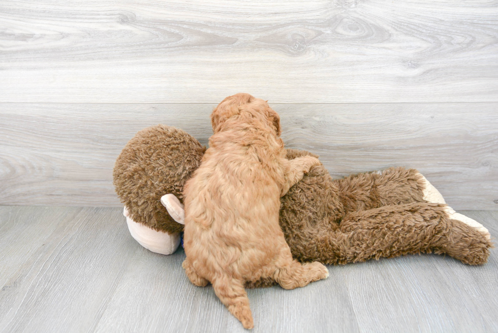 Popular Cavapoo Poodle Mix Pup