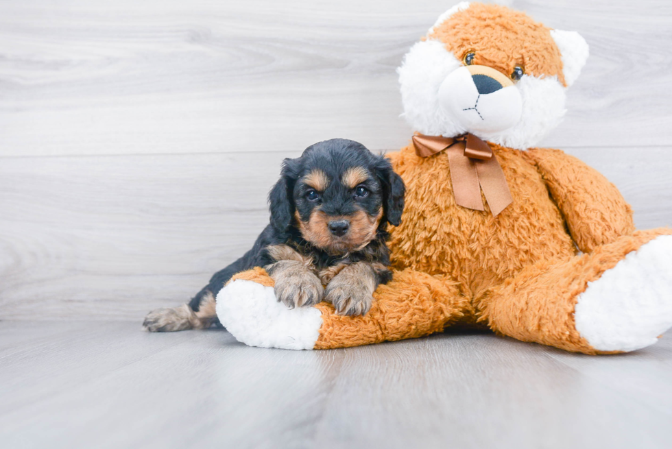 Cavapoo Pup Being Cute