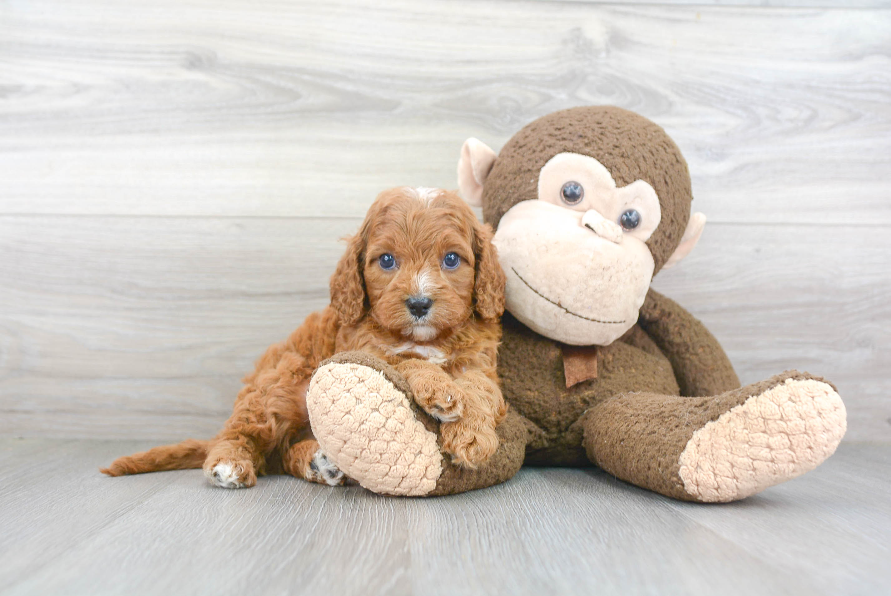 Petite Cavapoo Poodle Mix Pup