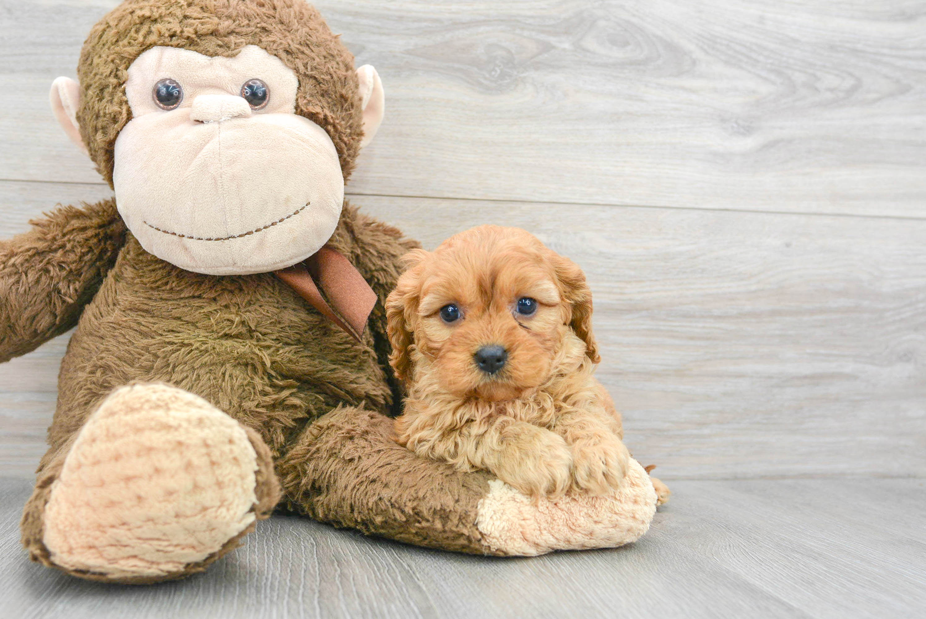 Cavapoo Puppy for Adoption