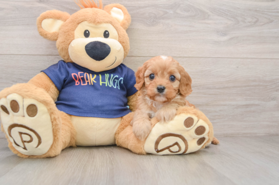 Energetic Cavoodle Poodle Mix Puppy
