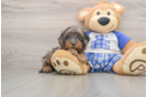 Best Cavapoo Baby