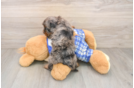 Best Cavapoo Baby