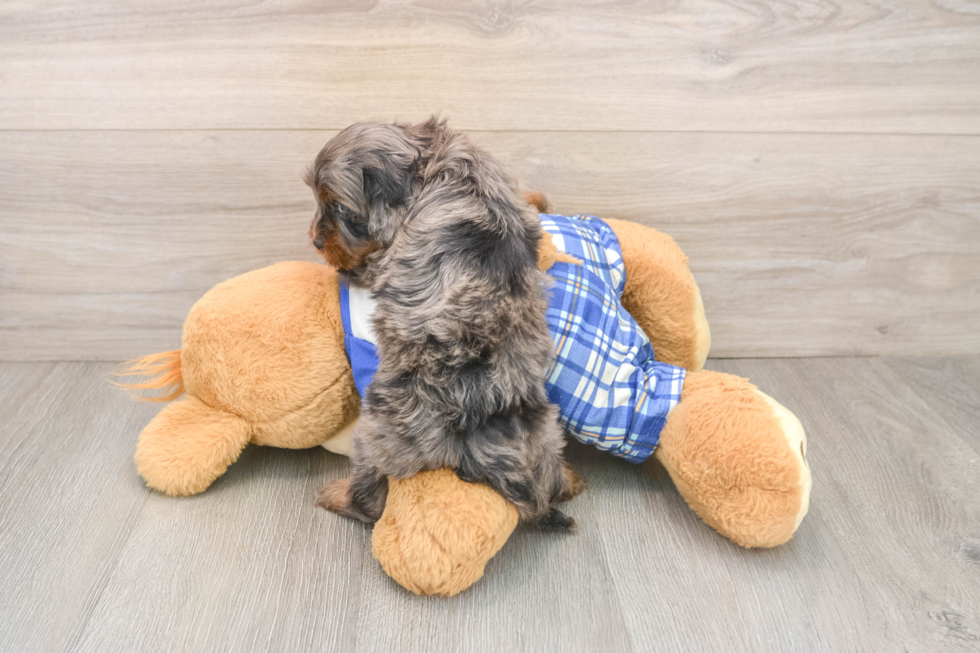 Best Cavapoo Baby