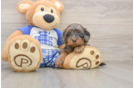 Petite Cavapoo Poodle Mix Pup